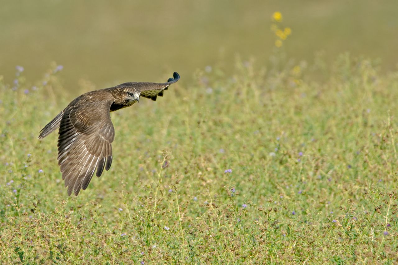 Poiana (Buteo buteo)